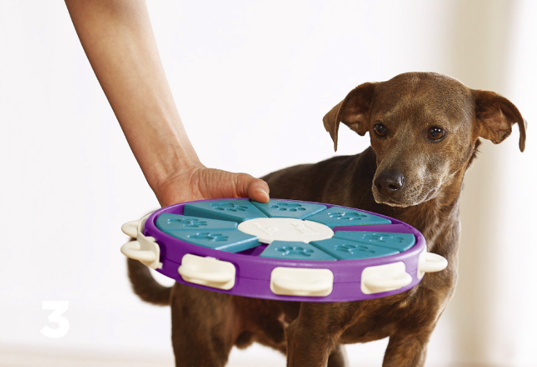 Splendid educational toy for Dogs